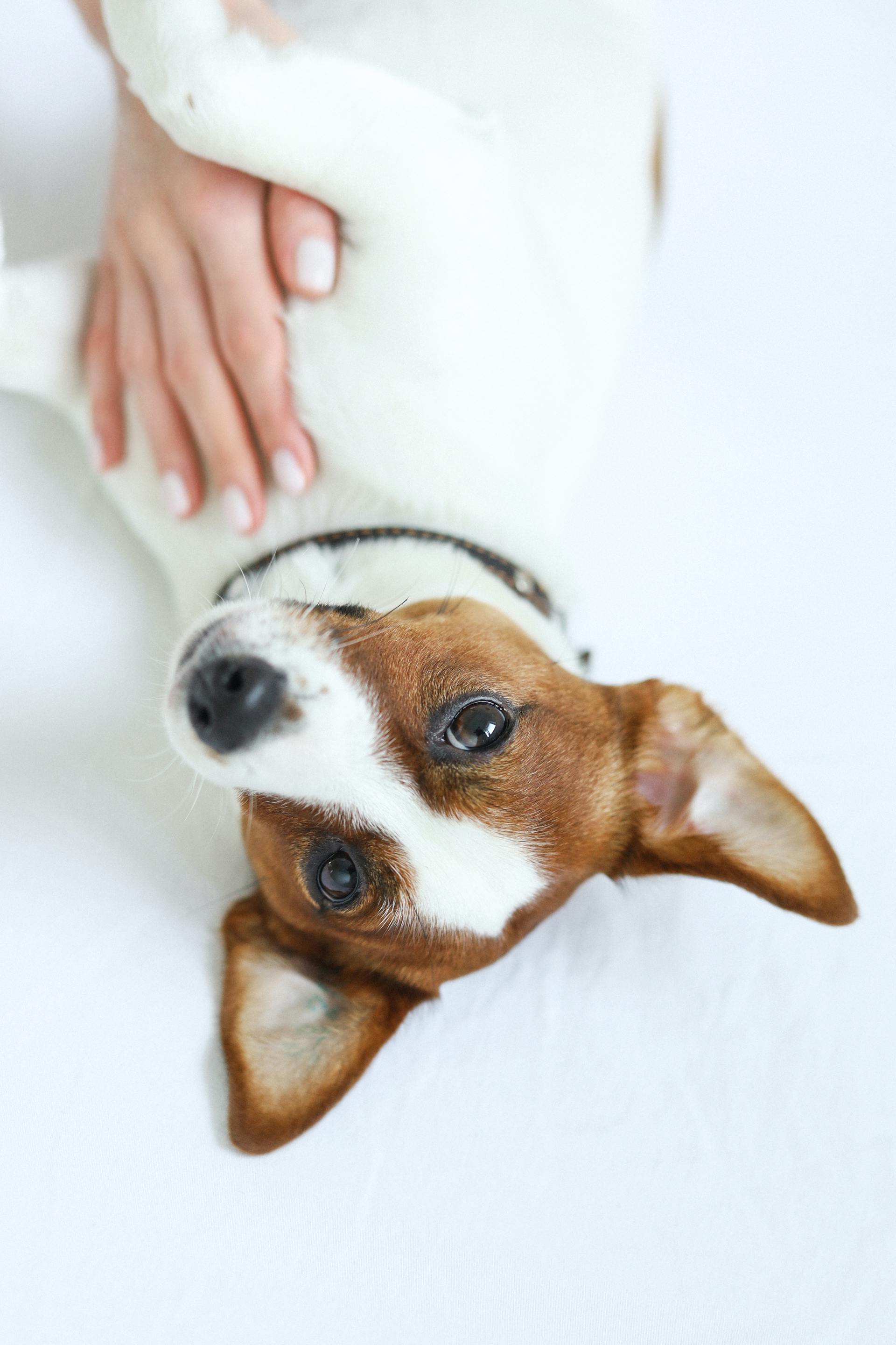 massage animalier